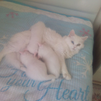 Chinchilla, Kedi  Ela fotoğrafı