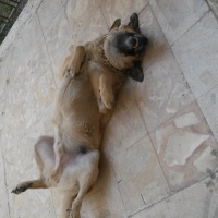 Sokö (Sokak Köpeği), Köpek  Topal fotoğrafı