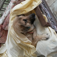 Sokö (Sokak Köpeği), Köpek  Topal fotoğrafı