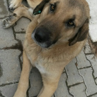 Sokö (Sokak Köpeği), Köpek  Topal fotoğrafı