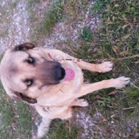 Sokö (Sokak Köpeği), Köpek  Topal fotoğrafı