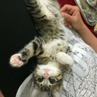 Tekir Kedi, Kedi  Bihter fotoğrafı
