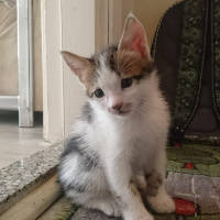 Ragdoll, Kedi  Tatlım fotoğrafı