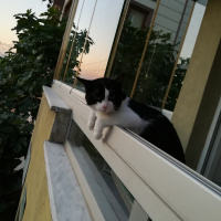 Tuxedo (Smokin) Kedi, Kedi  Çakır fotoğrafı