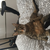 Tekir Kedi, Kedi  Kızım fotoğrafı