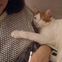 Tekir Kedi, Kedi  Kızım fotoğrafı