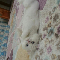 Chinchilla, Kedi  Husnu fotoğrafı