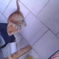Tekir Kedi, Kedi  Şans fotoğrafı
