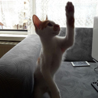 Tekir Kedi, Kedi  şuga fotoğrafı