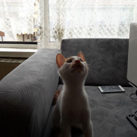 Tekir Kedi, Kedi  şuga fotoğrafı