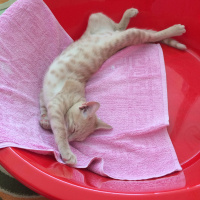 Soke, Kedi  Tarçın fotoğrafı