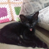 Tekir Kedi, Kedi  KARADUT fotoğrafı