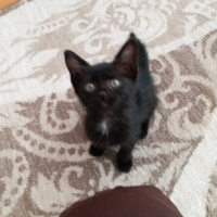 Tekir Kedi, Kedi  KARADUT fotoğrafı