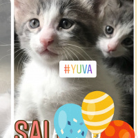 Tekir Kedi, Kedi  ZEUS&HERA fotoğrafı