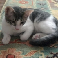 Tekir Kedi, Kedi  ZEUS&HERA fotoğrafı