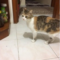 Tekir Kedi, Kedi  Bella fotoğrafı