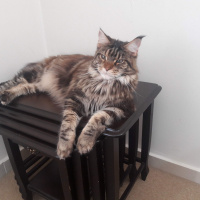 Maine Coon, Kedi  Gayana fotoğrafı