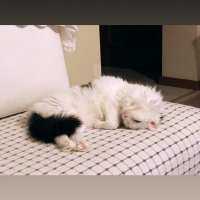 Ankara Kedisi, Kedi  Pamuş fotoğrafı