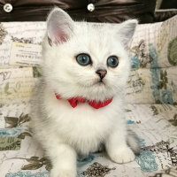 British Shorthair, Kedi  Kayla fotoğrafı