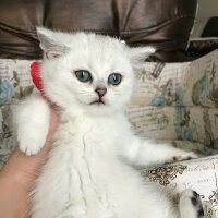 British Shorthair, Kedi  Kayla fotoğrafı