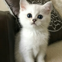 British Shorthair, Kedi  Kayla fotoğrafı