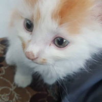 Ragamuffin, Kedi  prens fotoğrafı