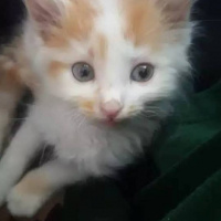 Ragamuffin, Kedi  prens fotoğrafı