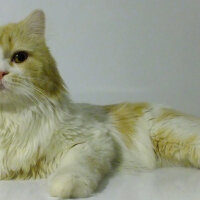 Scottish Fold, Kedi  Barni fotoğrafı