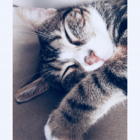 Tekir Kedi, Kedi  Mort fotoğrafı