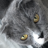 Scottish Fold, Kedi  Çiko fotoğrafı
