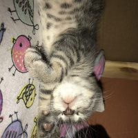 Tekir Kedi, Kedi  Bebekler fotoğrafı