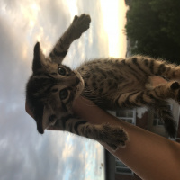 Tekir Kedi, Kedi  Bebekler fotoğrafı