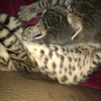 Tekir Kedi, Kedi  Bebekler fotoğrafı
