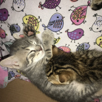 Tekir Kedi, Kedi  Bebekler fotoğrafı