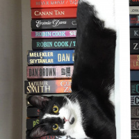 Tekir Kedi, Kedi  Zeytin fotoğrafı