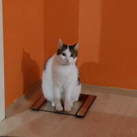 Tekir Kedi, Kedi  Prens fotoğrafı