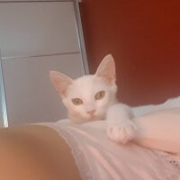 Tekir Kedi, Kedi  Angel fotoğrafı