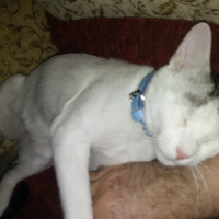 Tekir Kedi, Kedi  Cesur fotoğrafı