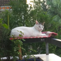 Tekir Kedi, Kedi  Cesur fotoğrafı