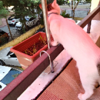 Tekir Kedi, Kedi  Cesur fotoğrafı