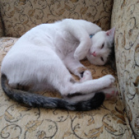 Tekir Kedi, Kedi  Cesur fotoğrafı