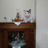 Tekir Kedi, Kedi  Cesur fotoğrafı
