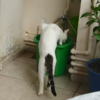 Tekir Kedi, Kedi  Cesur fotoğrafı