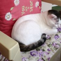 Tekir Kedi, Kedi  Cesur fotoğrafı