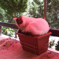 Tekir Kedi, Kedi  Cesur fotoğrafı