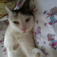 Tekir Kedi, Kedi  Cesur fotoğrafı