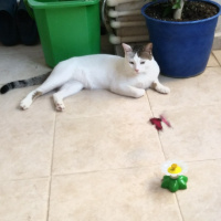 Tekir Kedi, Kedi  Cesur fotoğrafı