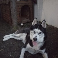 Sibirya Kurdu (Husky), Köpek  Hades fotoğrafı