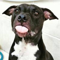 Amerikan Pitbull Terrier, Köpek  Boyka fotoğrafı