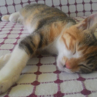 Tekir Kedi, Kedi  MAYA fotoğrafı